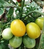 tomato201108