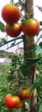 tomato2201108