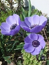 anemone m1204