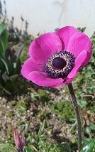 anemone p1204