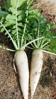 daikon1201