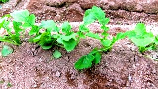 daikon201111