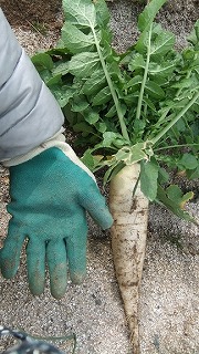 daikon201302 (2)