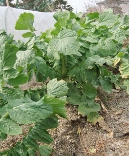 daikon201302