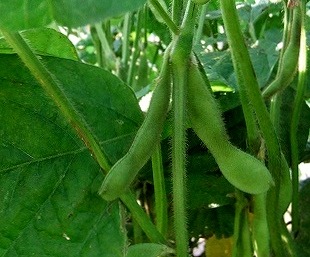 edamame201207