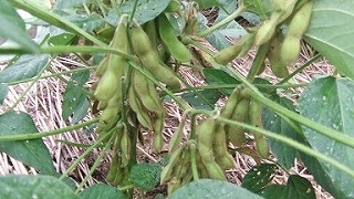 edamame201309