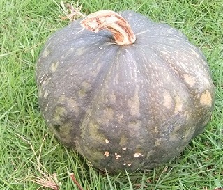 kabocha