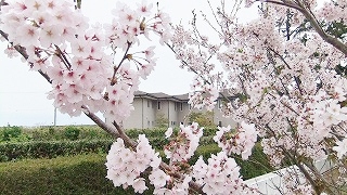 sakura20120401