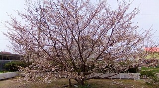 sakura201304