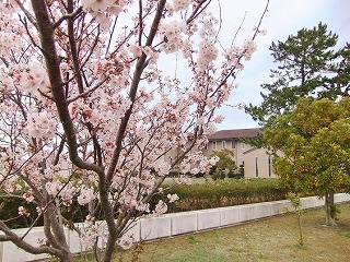 sakura201404