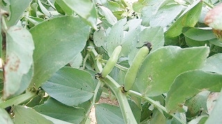 soramame