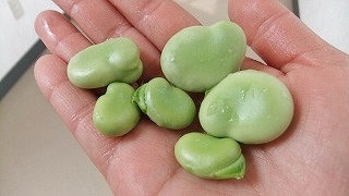 soramame201205