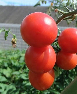tomato1208