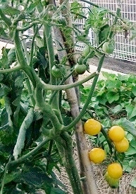 tomato201207