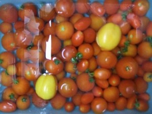 tomato201508