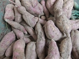 satuma sweet potato