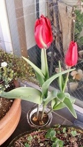 tulip